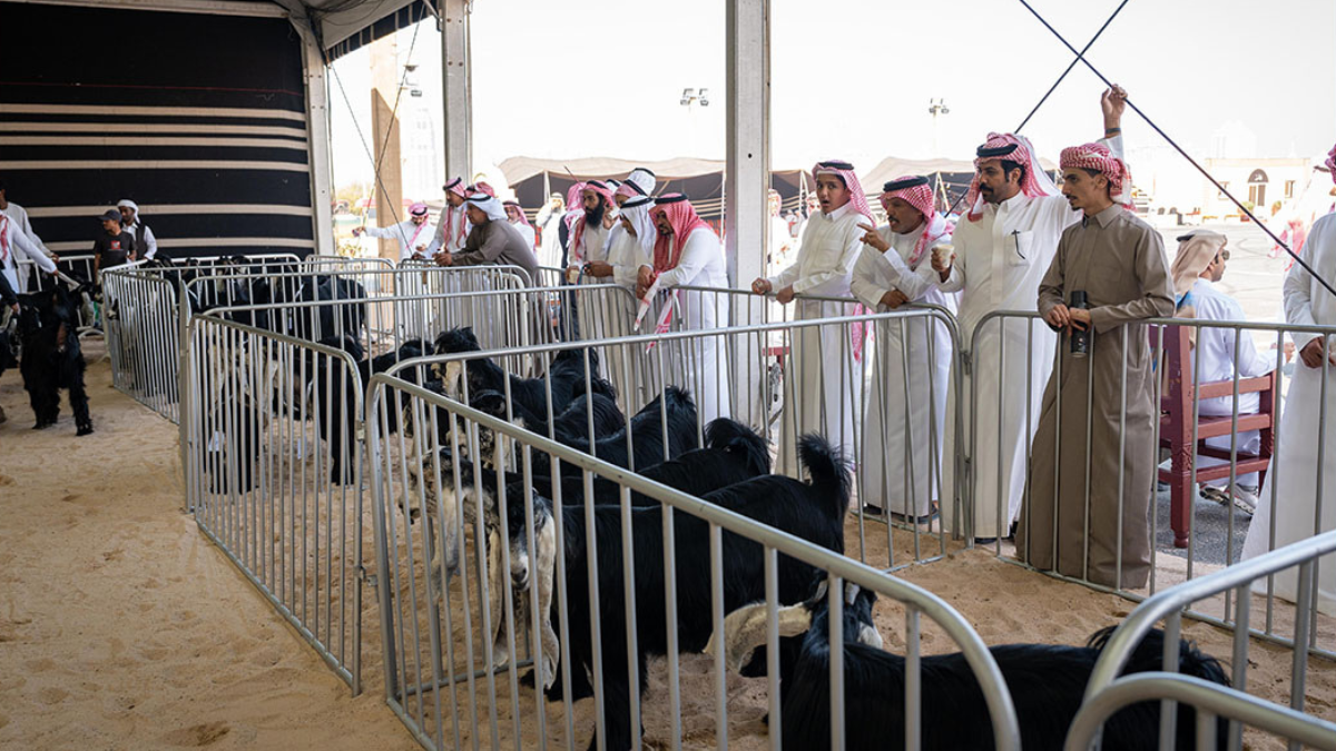 Qatar Halal Festival 2026 Highlights Livestock Excellence, Local Culture at Katara